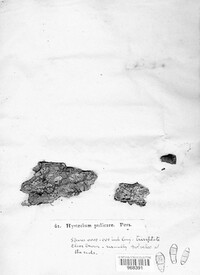 Hysterium pulicare image